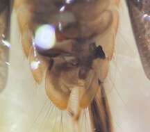 Image of Sigara subgen. Phaeosigara Hungerford 1948