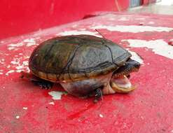 Image of narrow-bridged musk turtle