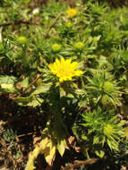 Image of pappose tarweed