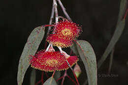 Слика од Eucalyptus caesia Benth.