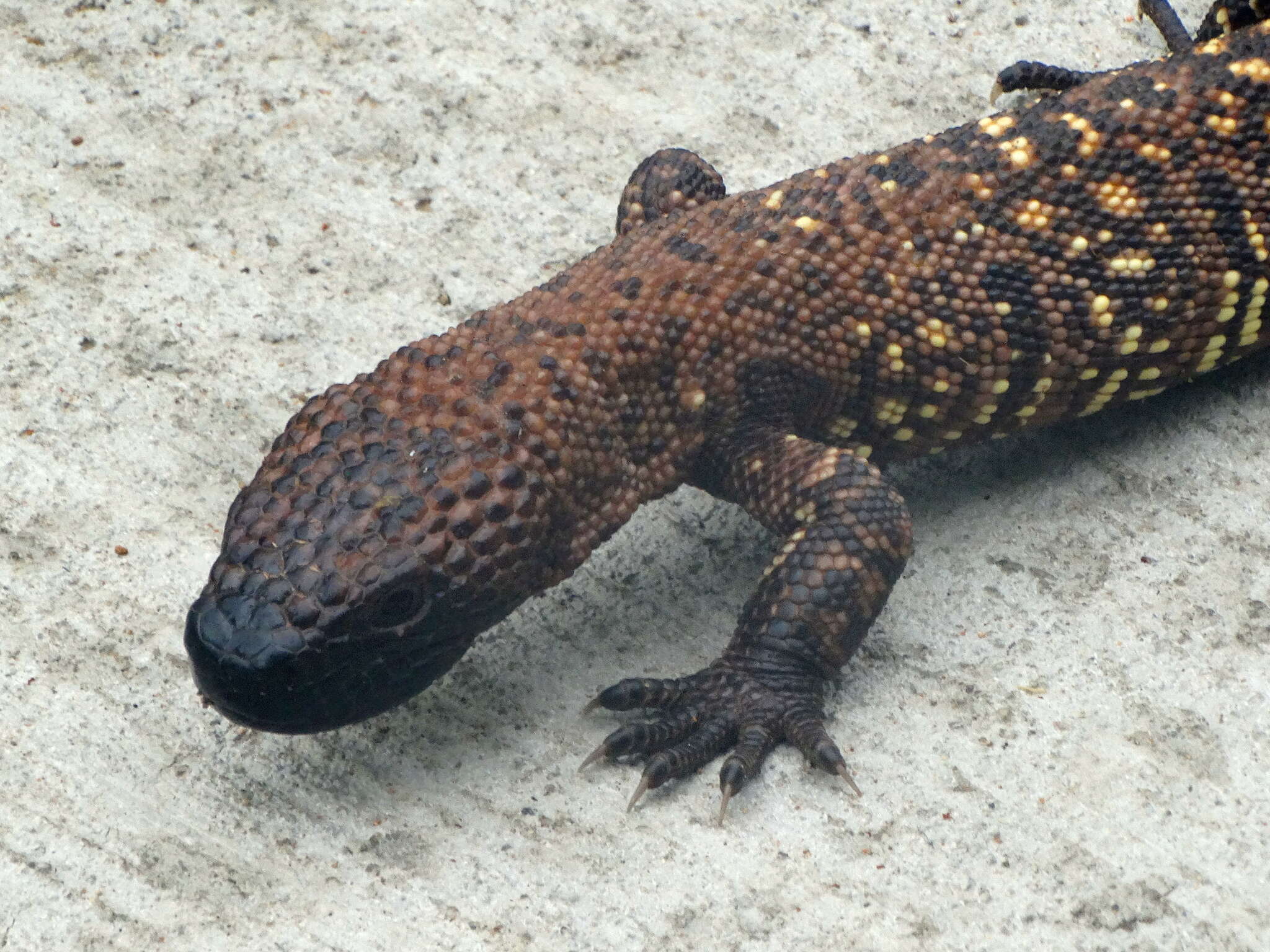 Image of Mexican Beaded Lizard