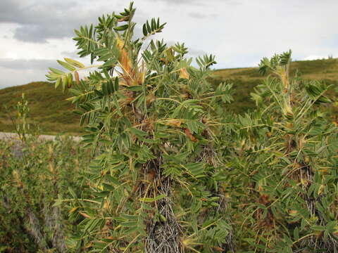 Plancia ëd Caragana jubata (Pall.) Poir.