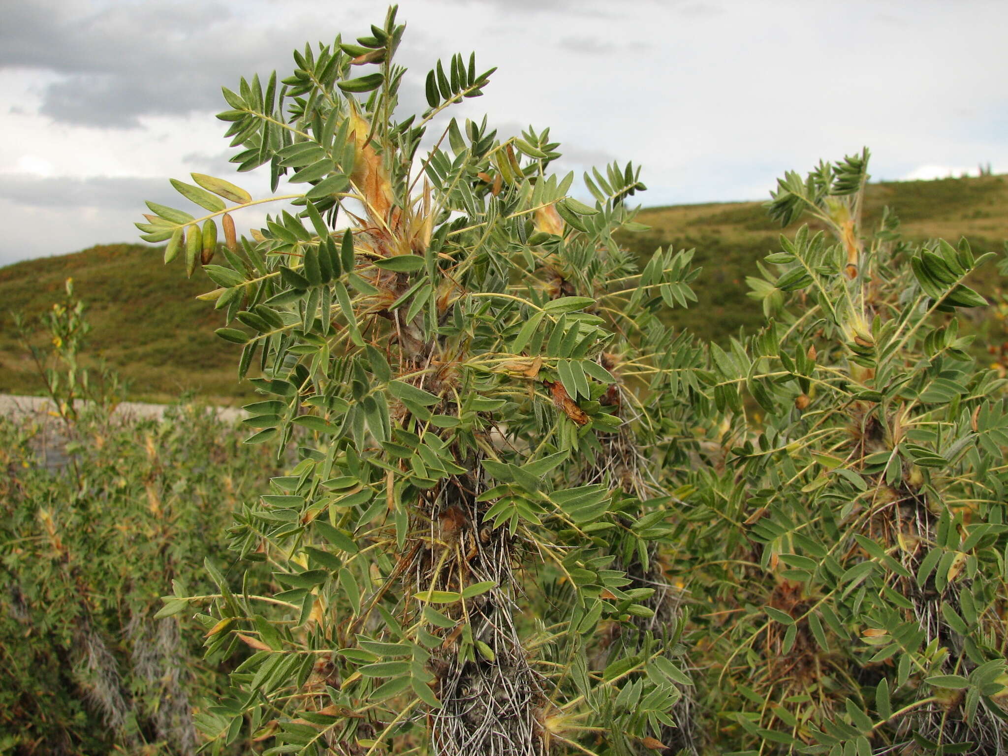 Image of Shag-Shine Peashrub