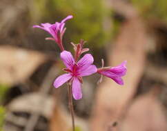 Image of Pelargonium rodneyanum Lindl.