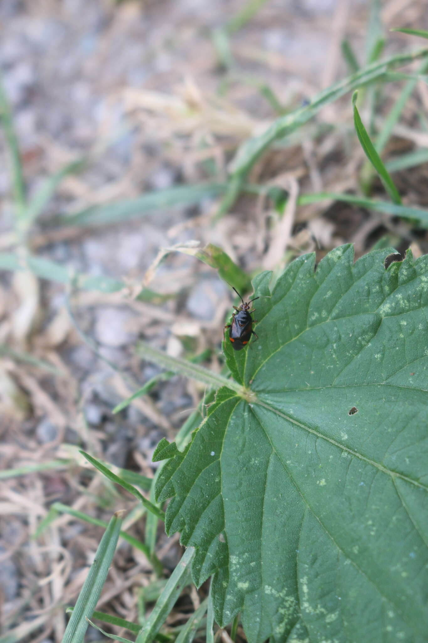 Image of red capsid bug