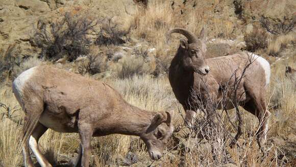 Image of Desert bighorn sheep