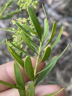 Image of Trachymene valida (F. Müll.) M. Hiroe