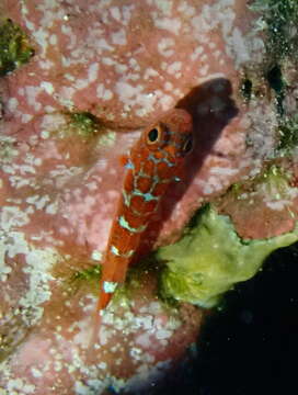 Image of Caesiura dwarfgoby