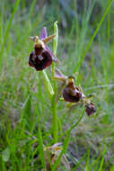 Image of Ophrys morisii (Martelli) G. Keller & Soó