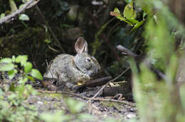 Image of Andean tapeti