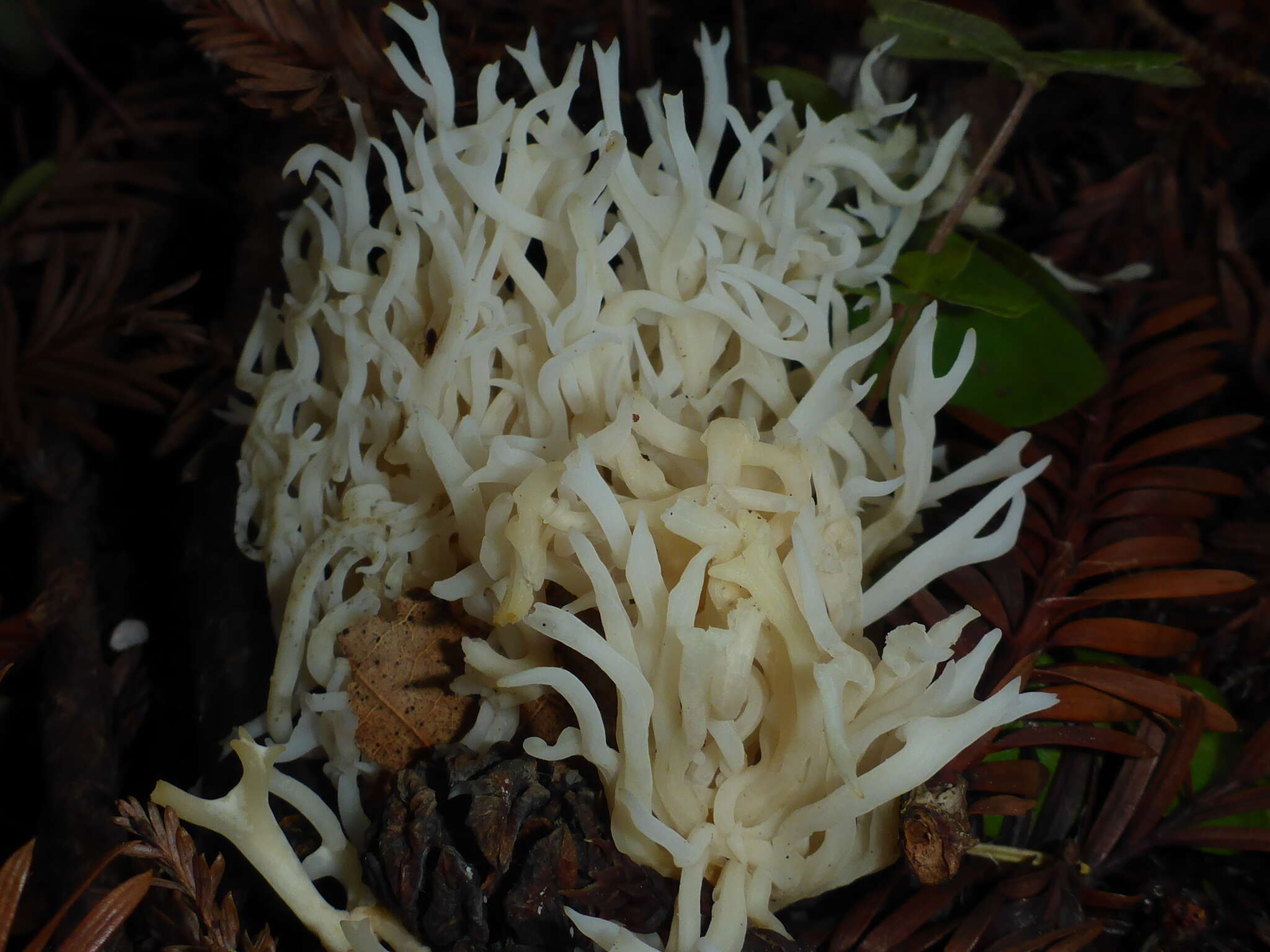 Image of Clavulina coralloides (L.) J. Schröt. 1888