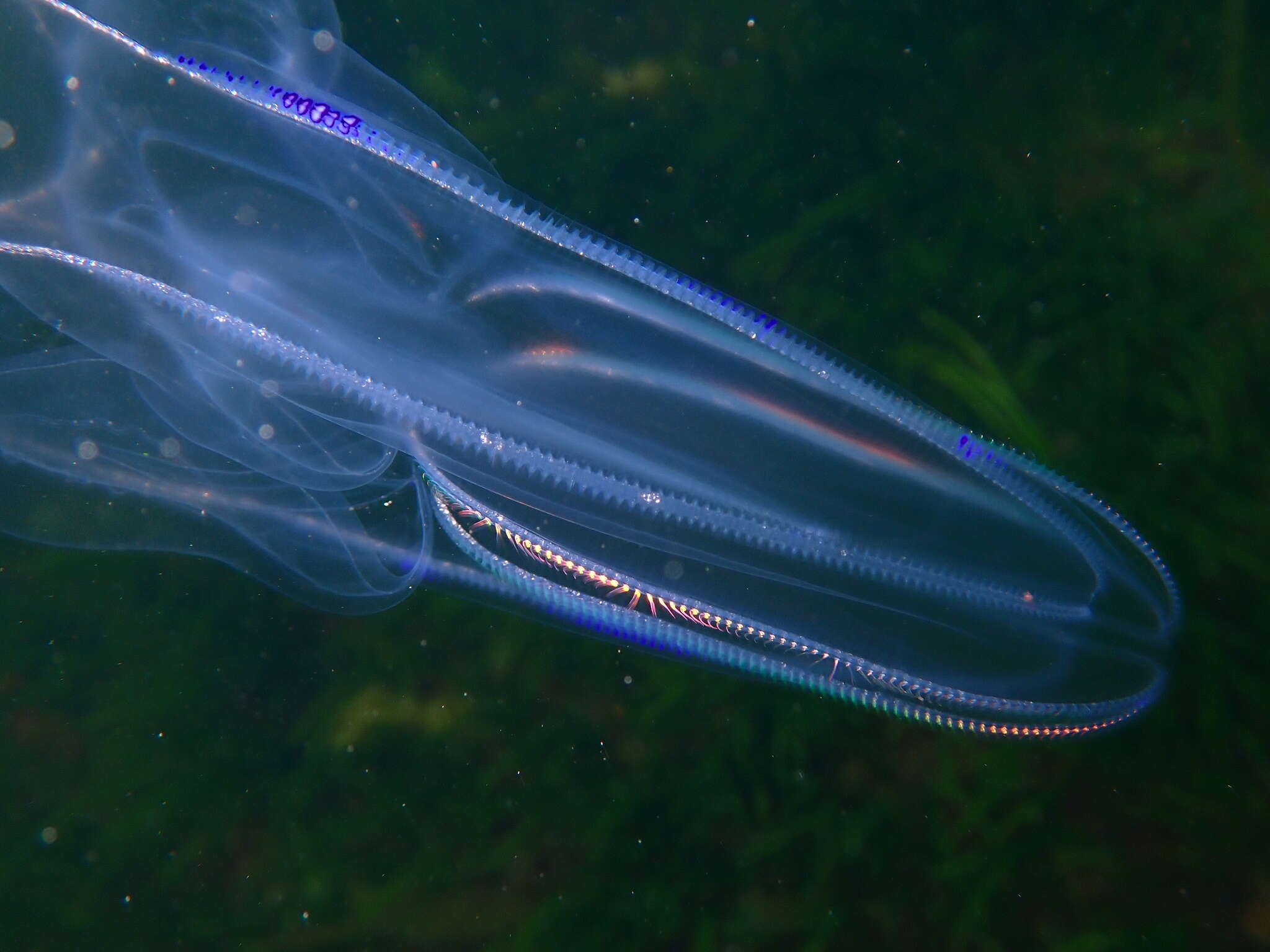 Image of common northern comb jelly