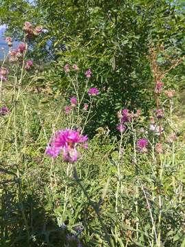 Image of Centaurea scabiosa subsp. apiculata (Ledeb.) A. D. Mikheev