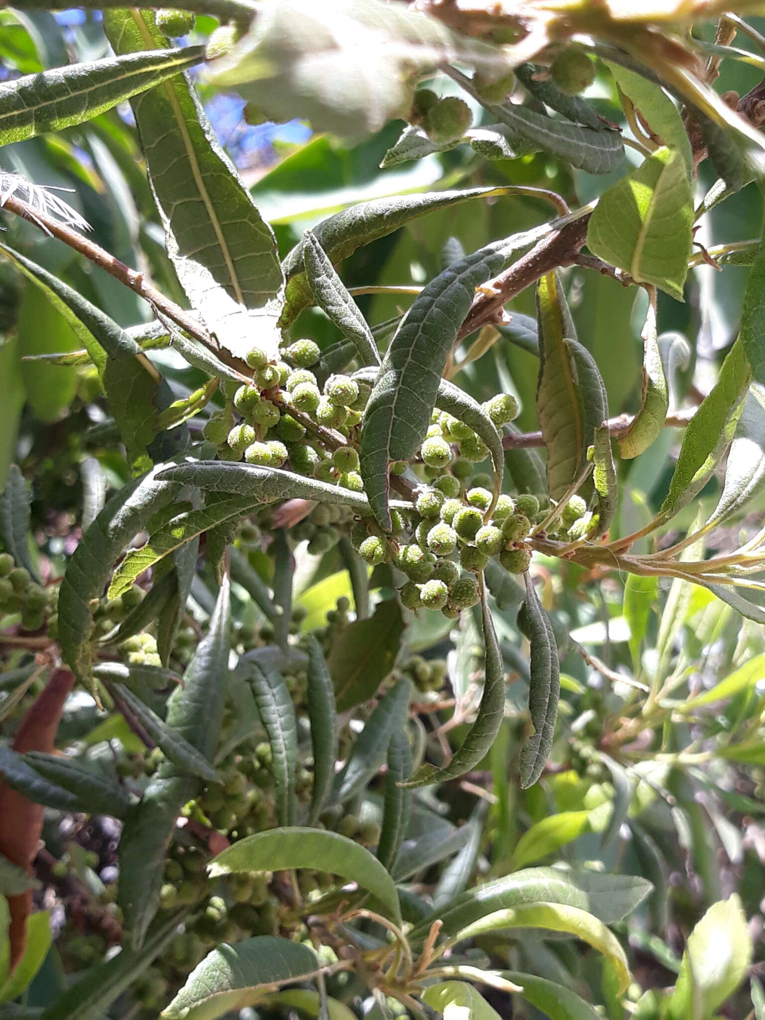 Image of Morella pubescens (Humb. & Bonpl. ex Willd.) Wilbur