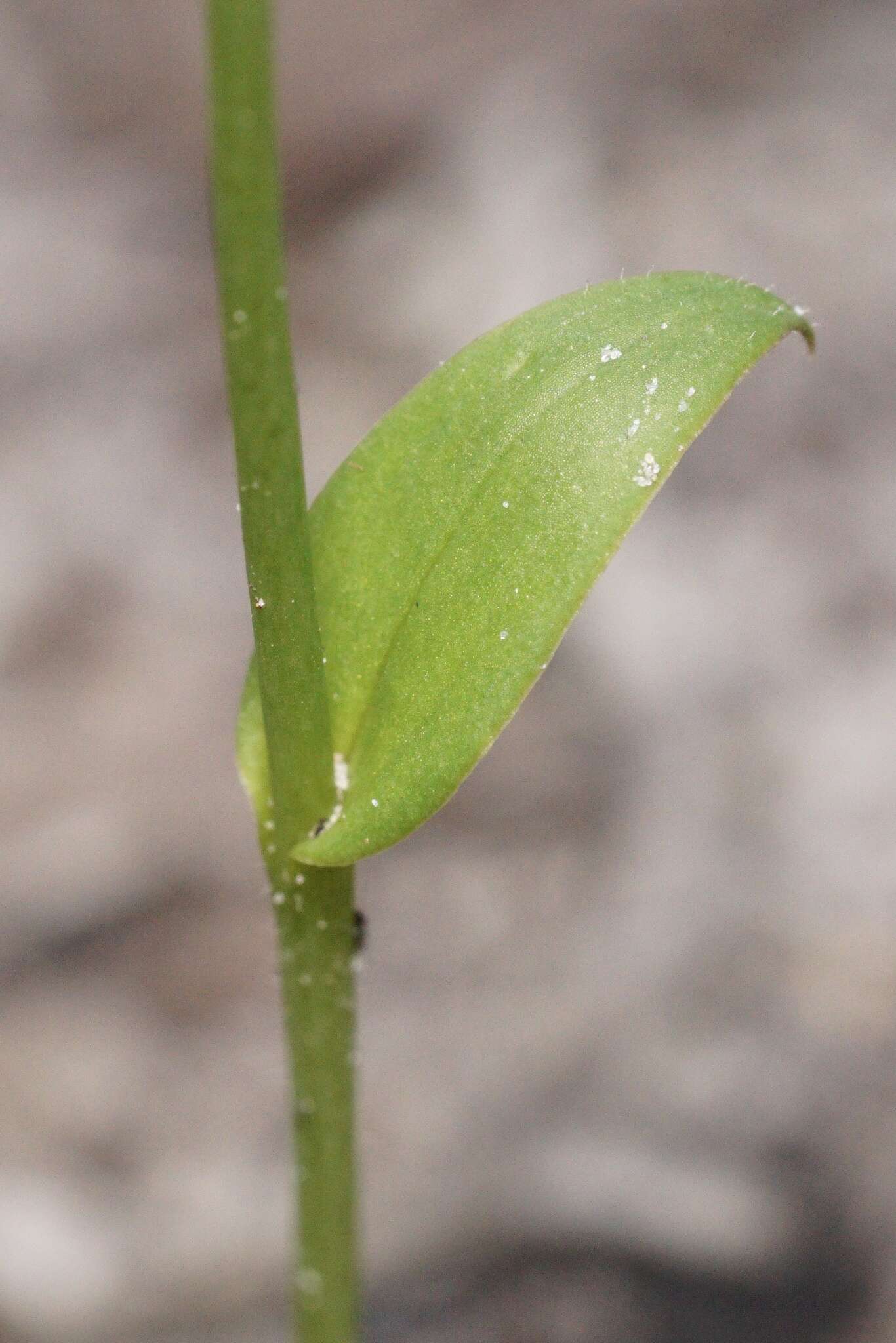 Eriochilus dilatatus Lindl.的圖片