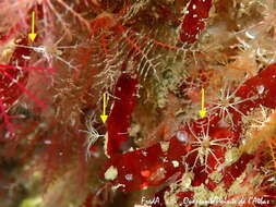 Image of rosy feather-star