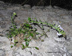 Campanula versicolor subsp. tenorei resmi