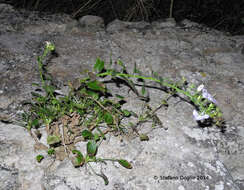 Imagem de Campanula versicolor subsp. tenorei