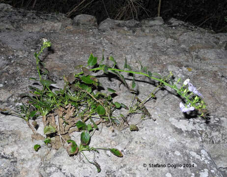 Campanula versicolor subsp. tenorei resmi