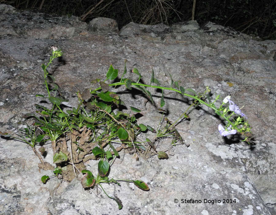 Image of Campanula versicolor subsp. tenorei