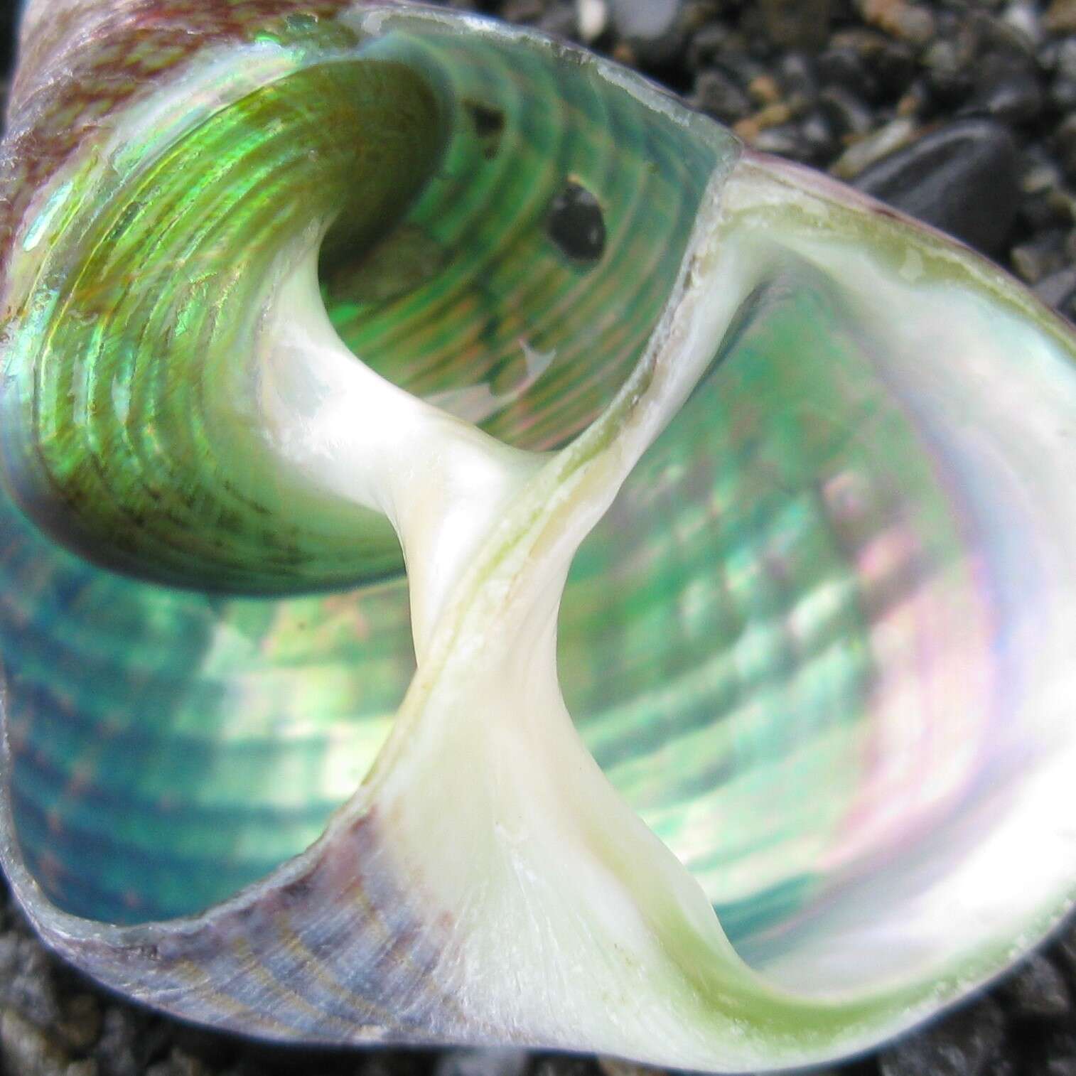 Image of opal jewel topsnail
