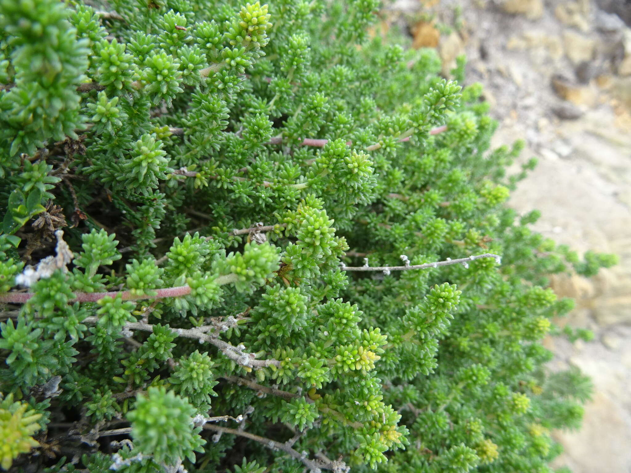 Plancia ëd Aspalathus salteri L. Bolus