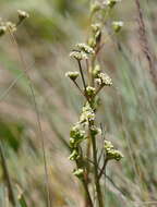 Image of Aciphylla simplicifolia F. Müll. ex Benth.