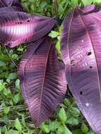 Miconia calvescens DC. resmi