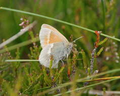 Image of Common Ringlet