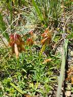 Слика од Trifolium polyphyllum (C. A. Mey.) Latsch.