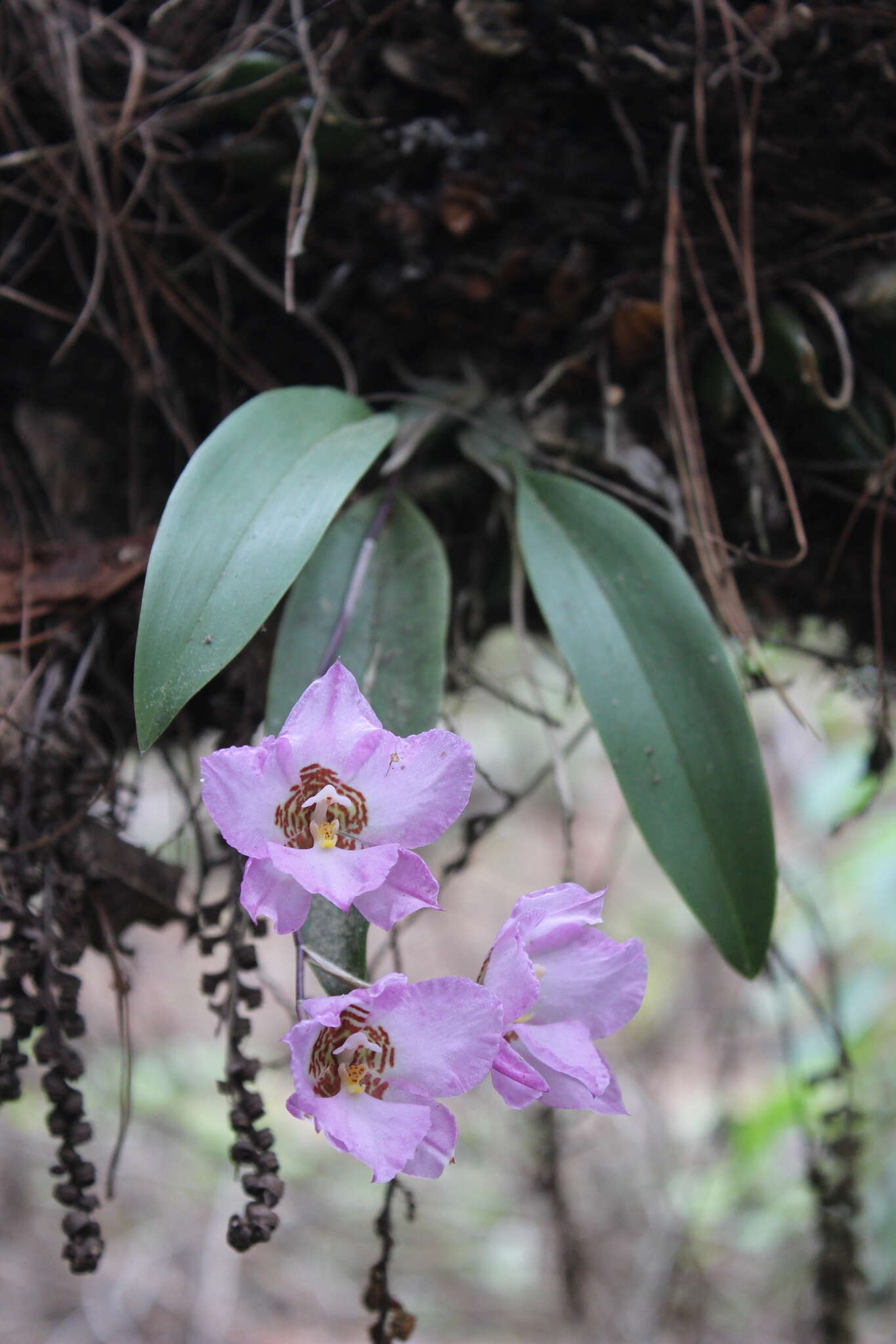 Image of orchid