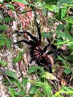 Image of Columbian lesserblack tarantula