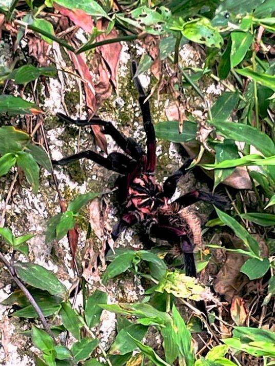 Image of Columbian lesserblack tarantula