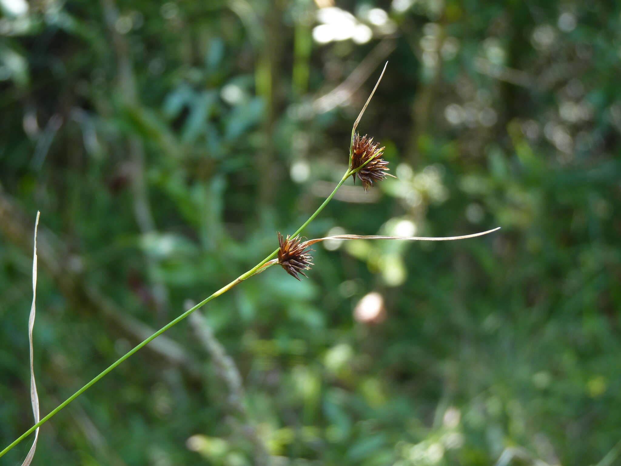 Image of Bunched Beak Sedge