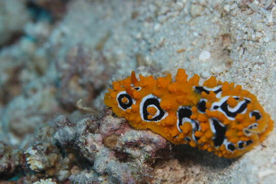 Image of Lumpy yellow eyespot slug