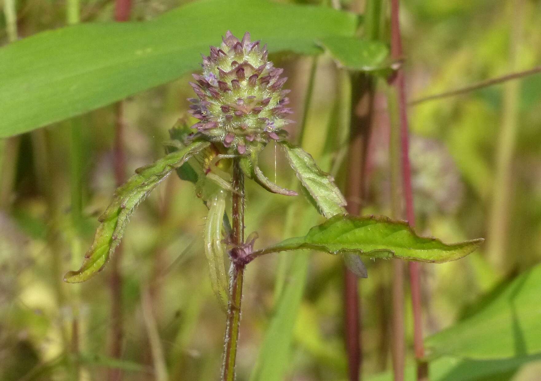 Sivun Platostoma hispidum (L.) A. J. Paton kuva