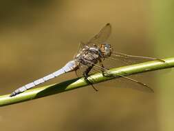 Image of Keeled Skimmer