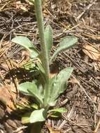 Image of Flagstaff ragwort