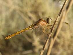 Слика од Orthetrum coerulescens (Fabricius 1798)