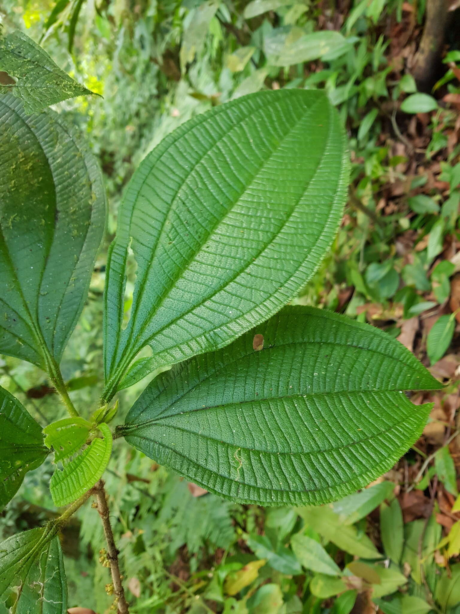 Sivun Henriettea cuneata (Standl.) L. O. Williams kuva