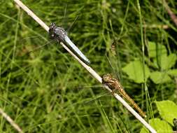 Image of Keeled Skimmer