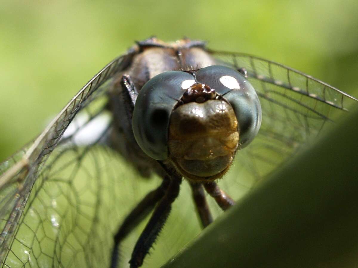 Слика од Orthetrum coerulescens (Fabricius 1798)