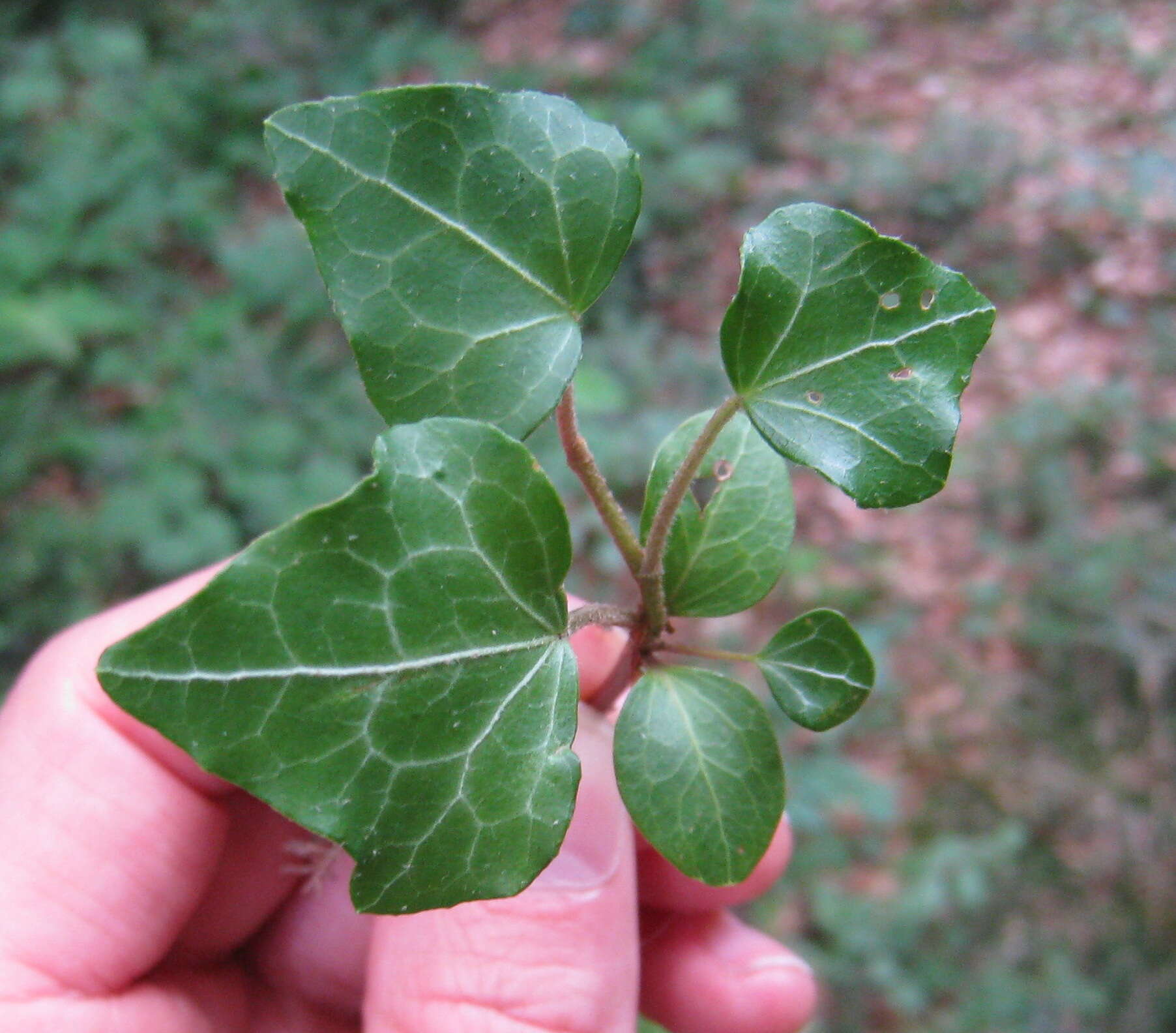 Image of English ivy