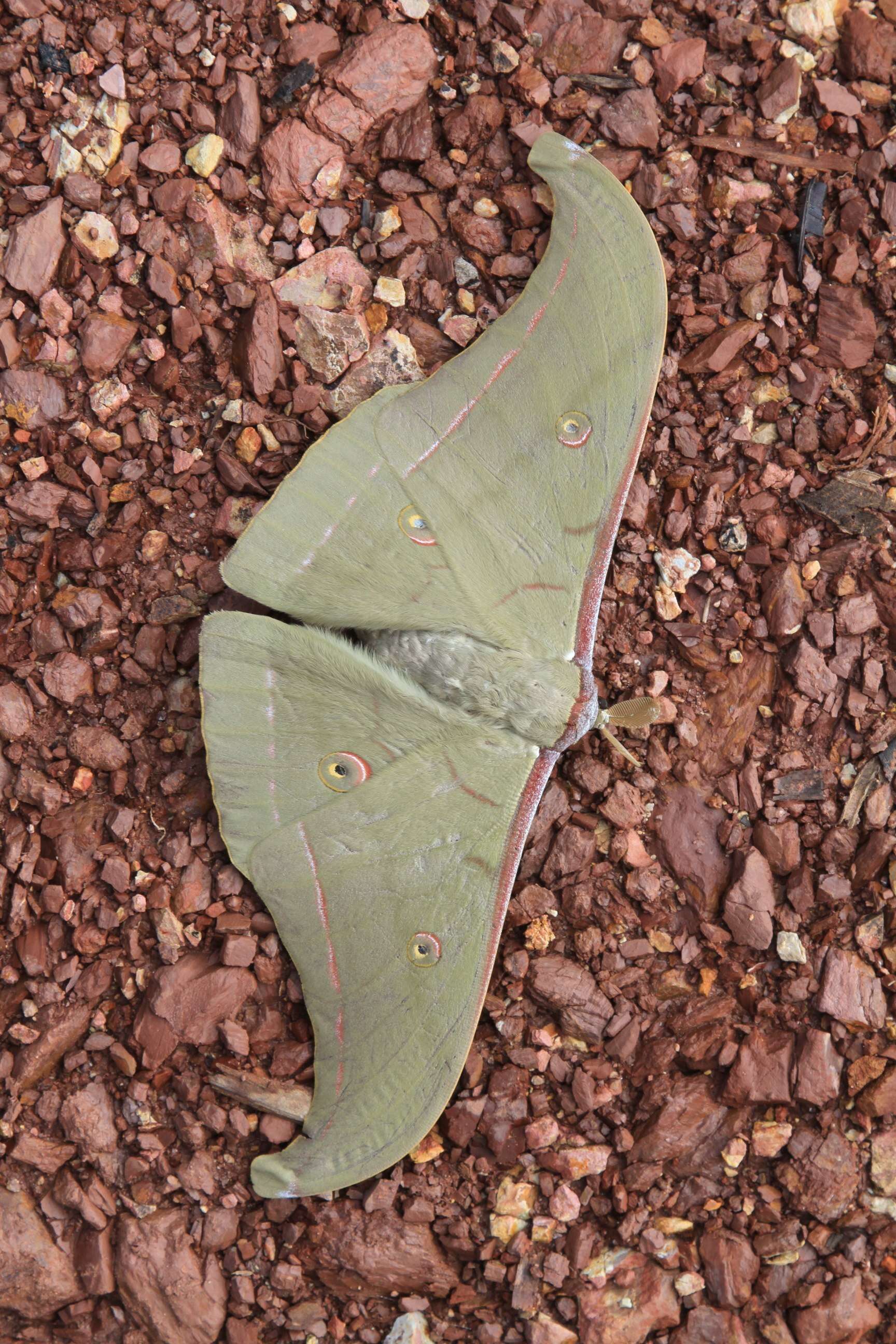 Image de Antheraea helferi Moore 1858