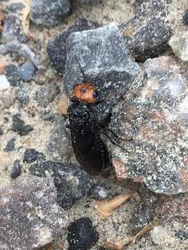 Image of Pine false webworm