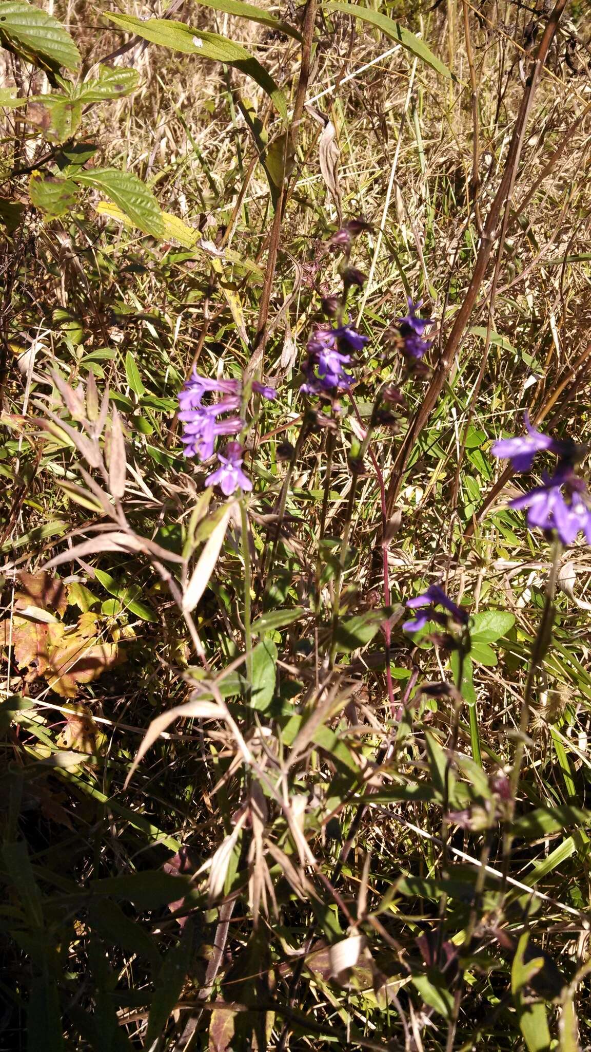 Image of downy lobelia