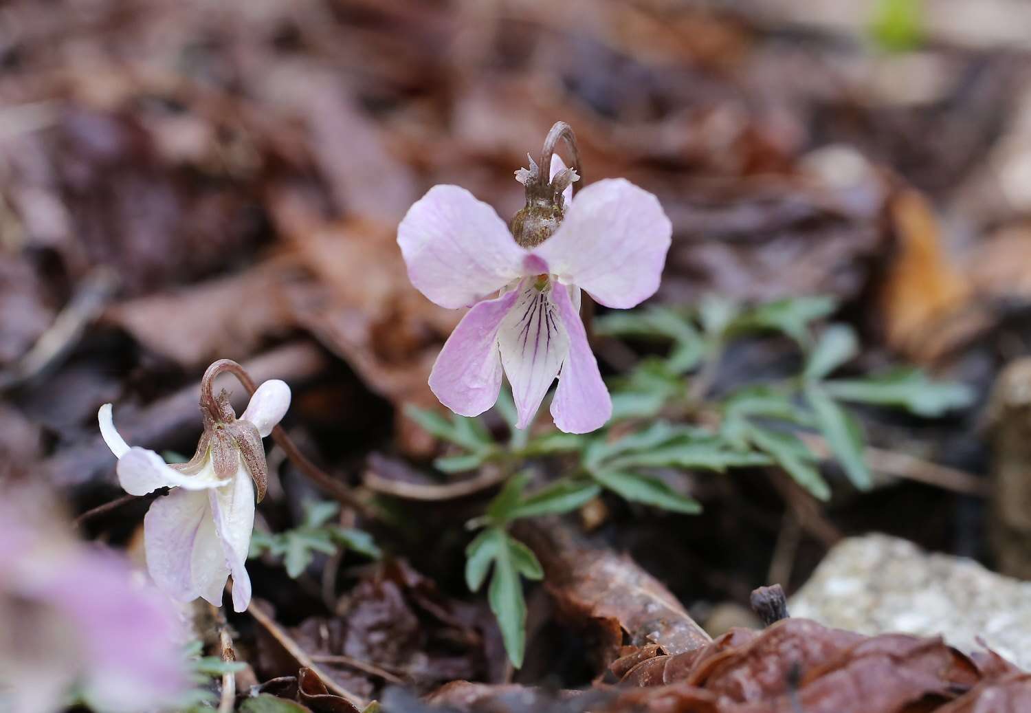 Sivun Viola eizanensis (Makino) Makino kuva