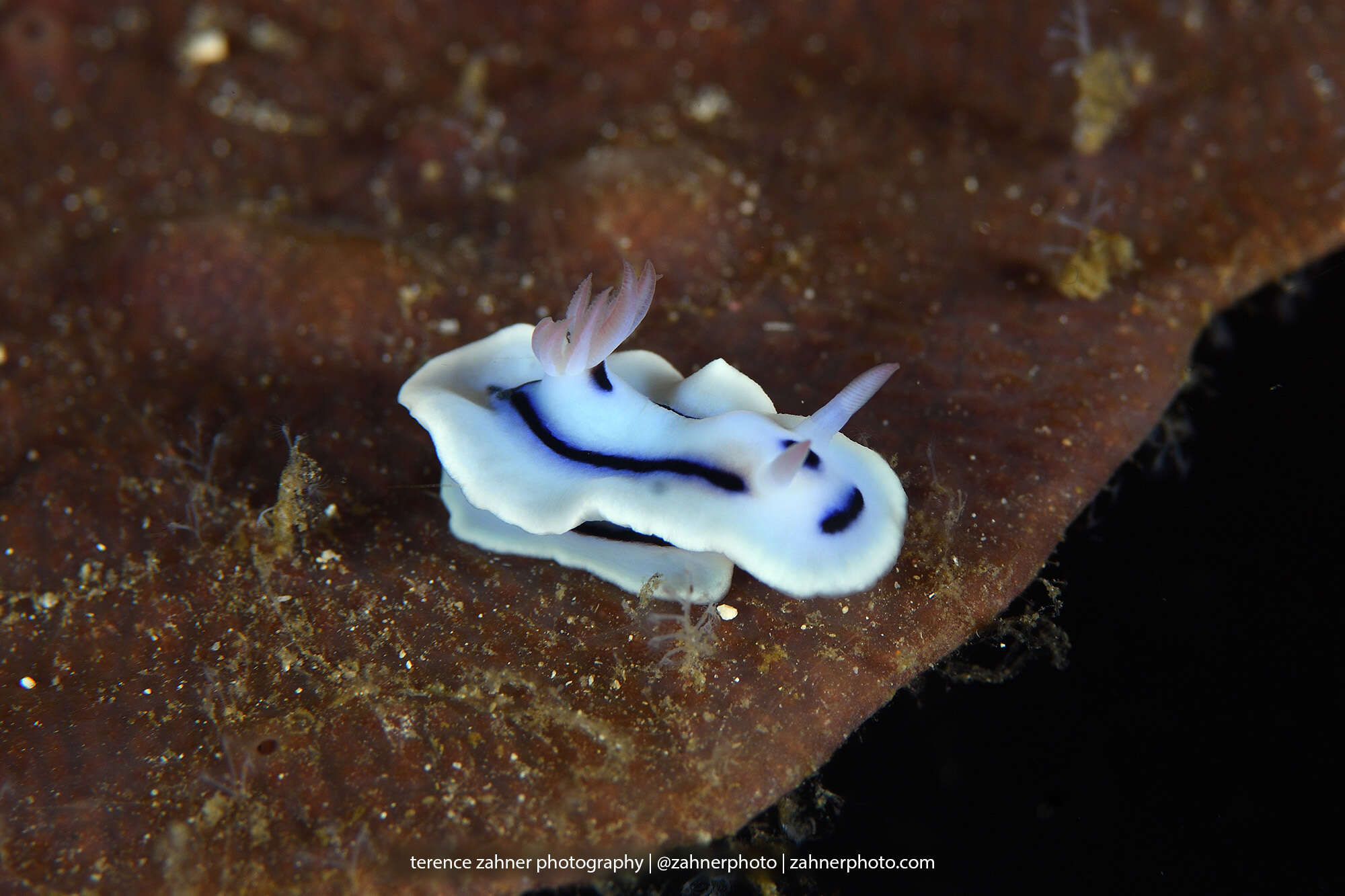 Image de Chromodoris lochi Rudman 1982