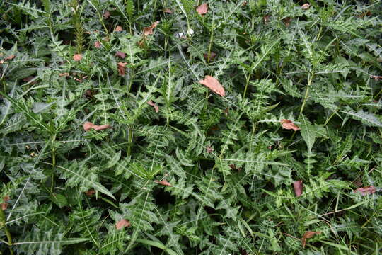 Image of Acanthus montanus (Nees) T. Anders.