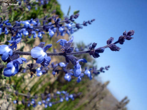 Image of Salvia cuspidata Ruiz & Pav.